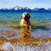 Tahoe Moon Properties photo