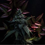 Embarc Tahoe photo